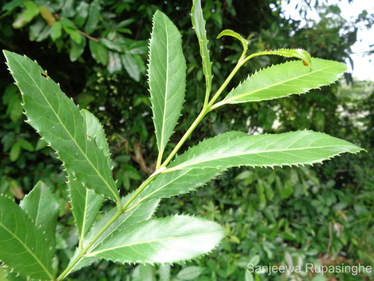 Elaeodendron glaucum (Rottb.) Pers.